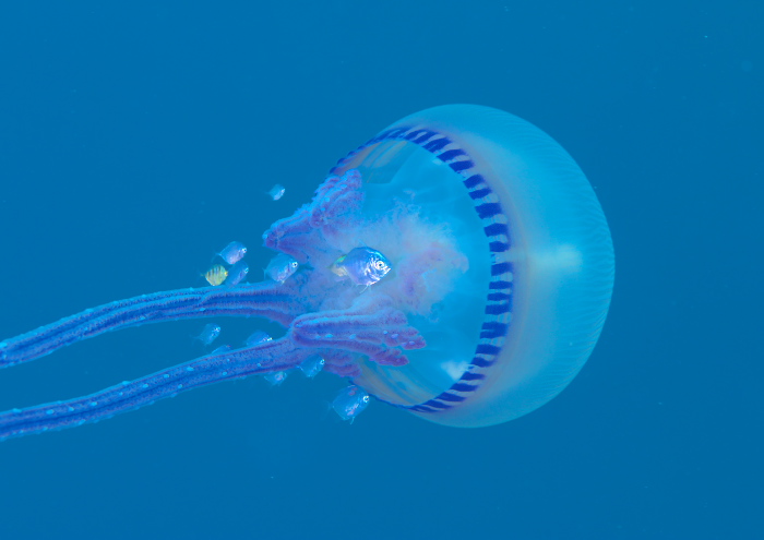 ムラサキクラゲ