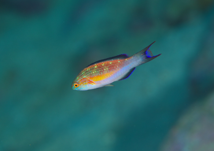 ツキノワイトヒキベラ