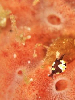 トンプソンアワツブガイ