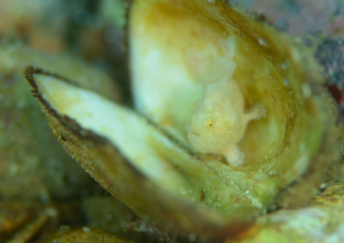 エナガカエルアンコウ