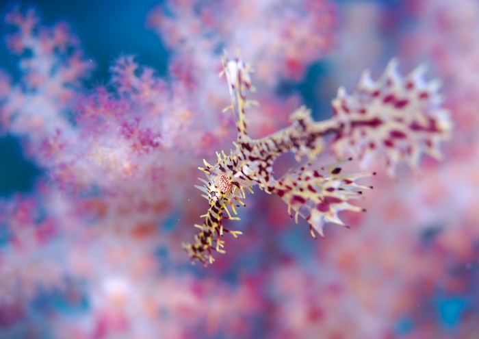 ニシキフウライウオ