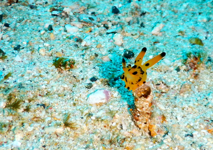 カンナツノザヤウミウシ