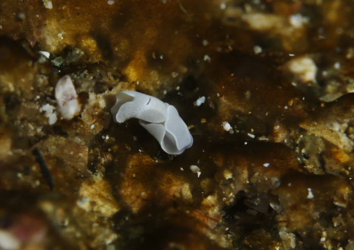 ノアルダ属の1種