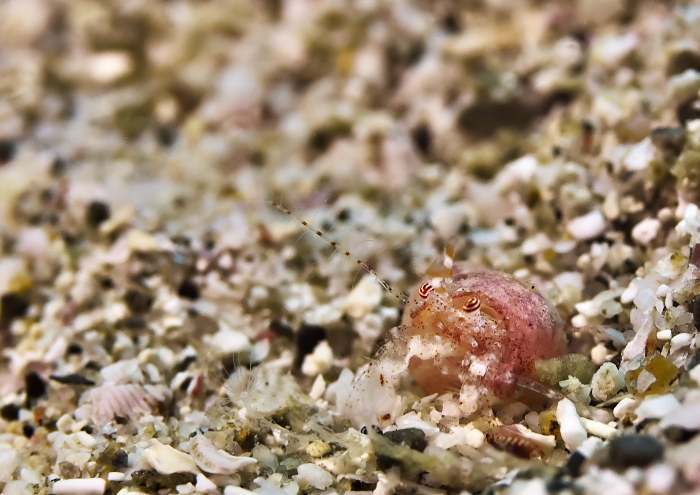 ネジレヤドカリ属の一種