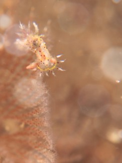 フジタウミウシ