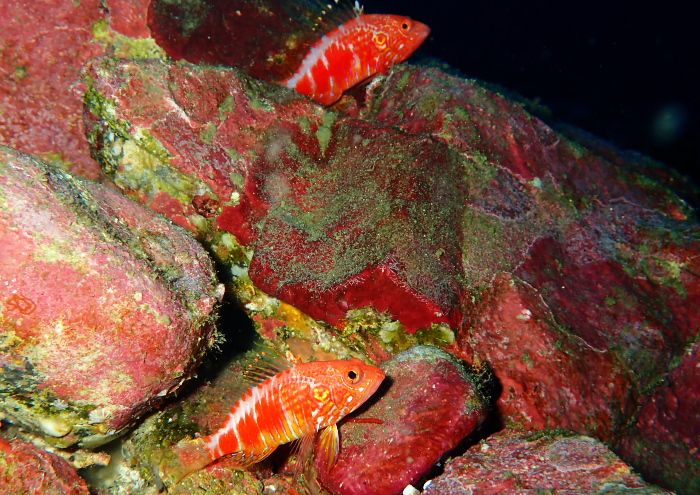 オシャレハナダイ　