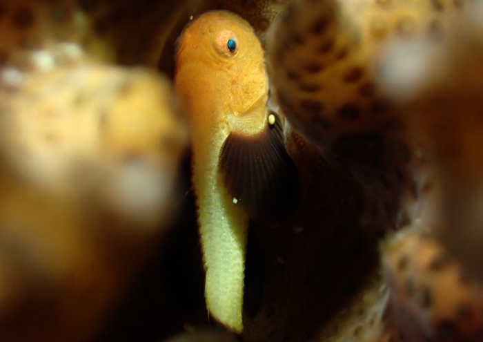 パンダダルマハゼ