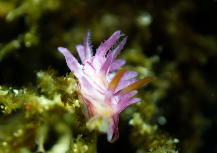 ネコジタウミウシ属