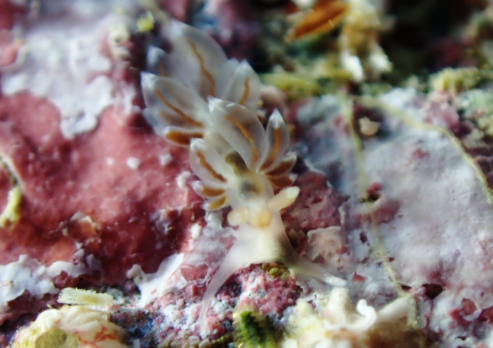 フウセンミノウミウシ