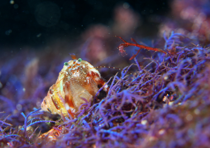 ヤマトホンヤドカリ ワレカラ