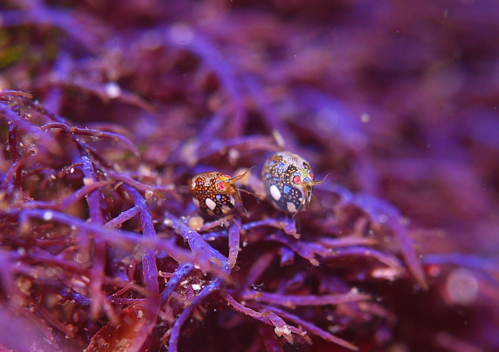 ヨコエビの一種