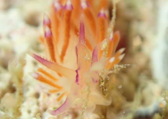 セスジミノウミウシ