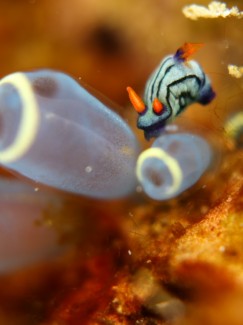 クロスジリュウグウウミウシ