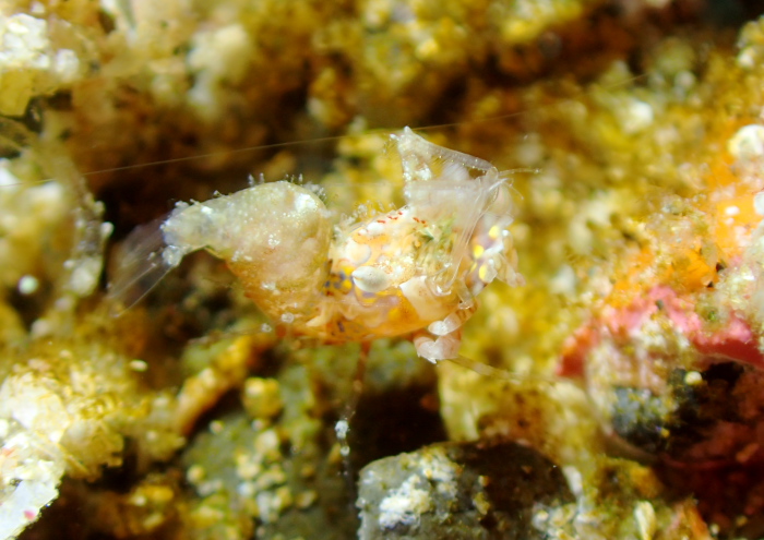 サガミツノメエビ