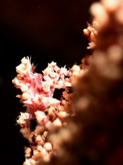 イソコンペイトウガニ