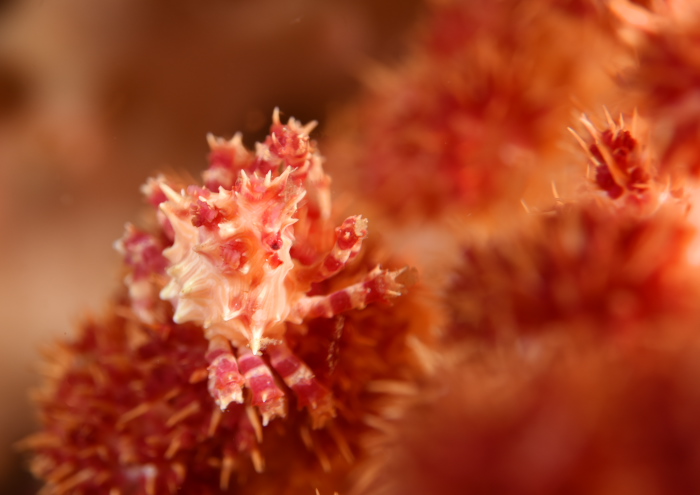 イソコンペイトウガニ