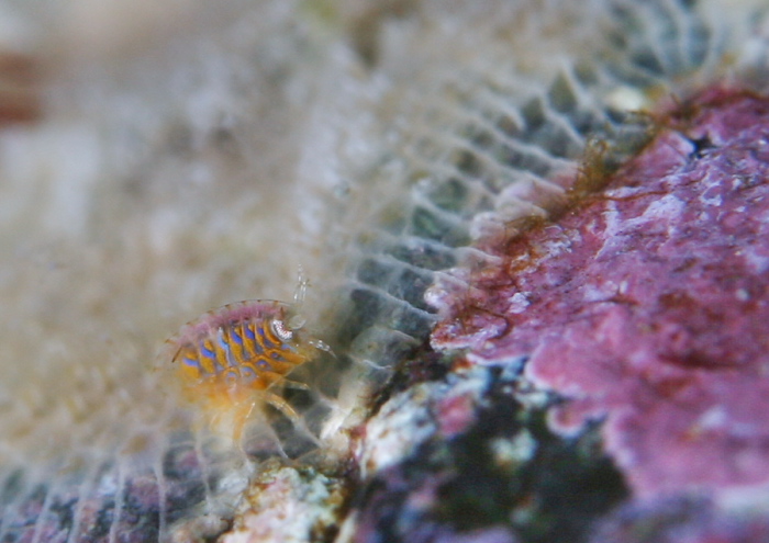 スベヨコエビSP