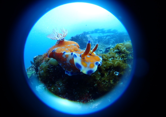 ニシキウミウシ