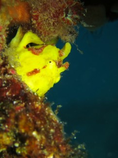 クマドリカエルアンコウ