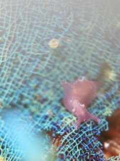 クロヘリアメフラシ