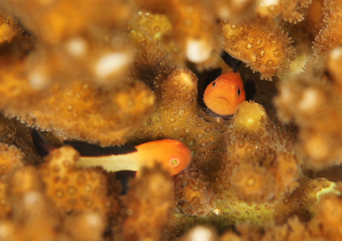 パンダダルマハゼ