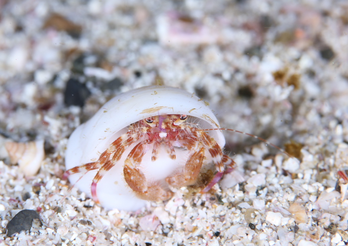 テブクロイトヒキヤドカリ