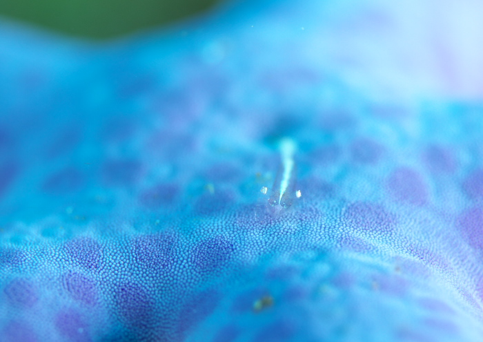 ヒトデヤドリエビ