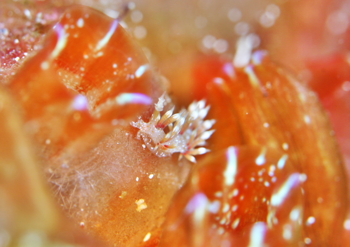 ネアカミノウミウシ