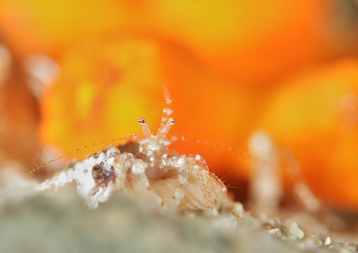 ネジレヤドカリ属の一種