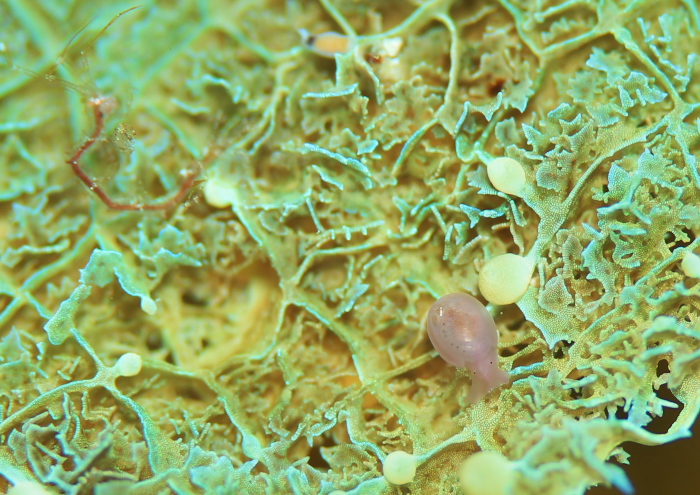 サガミアメフラシ