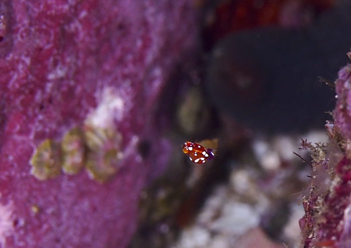 ヒメオオミアミ