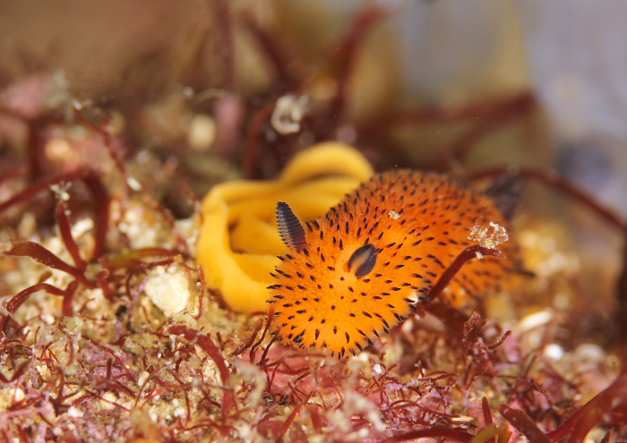 ゴマフビロードウミウシ