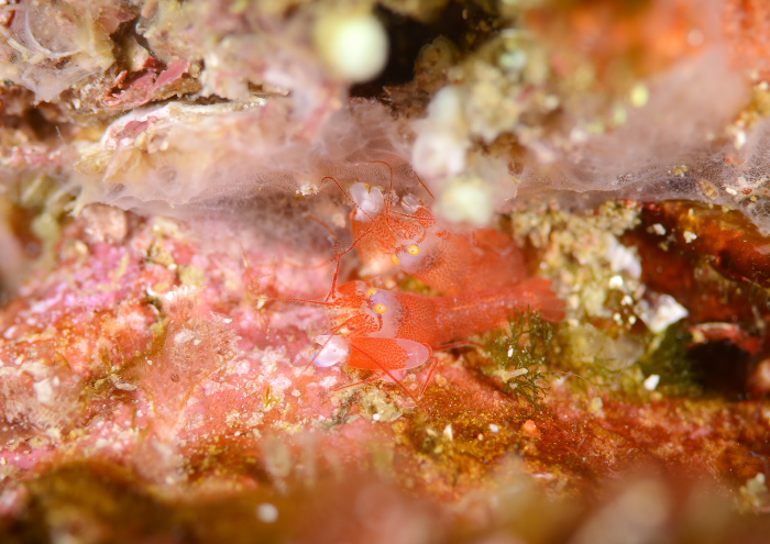 イラモツノテッポウエビ