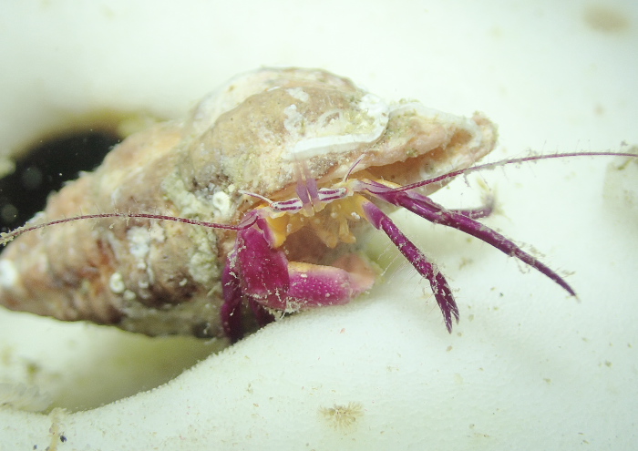 ムラサキゼブラヤドカリ