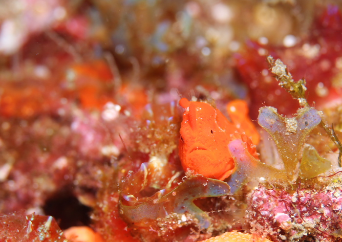 イロカエルアンコウ