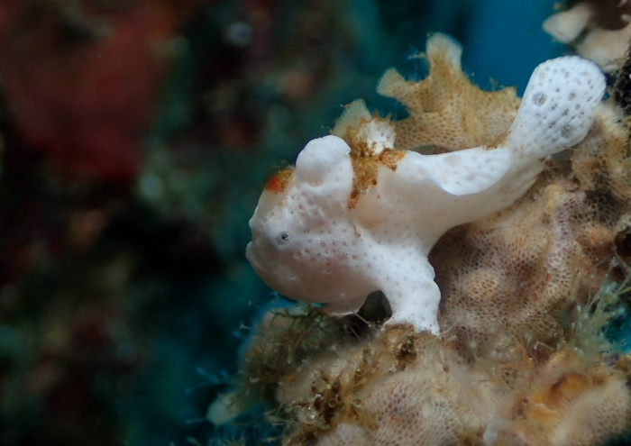 オオモンカエルアンコウ