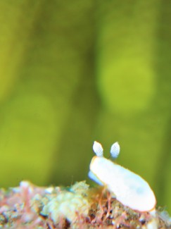 ボンボリイロウミウシ