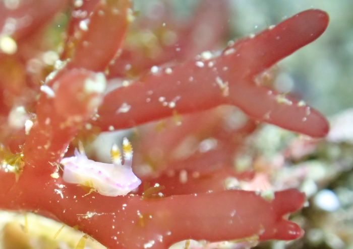 ジュッテンイロウミウシ