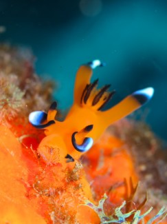 ウデフリツノザヤウミウシ