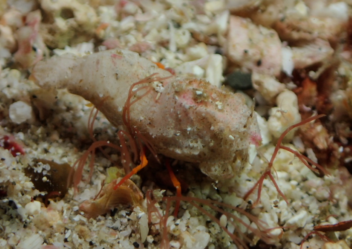 ウェルコイア・インテルゥプタ