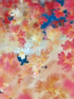 スケロクウミタケハゼ