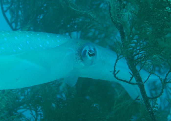 アオリイカ産卵