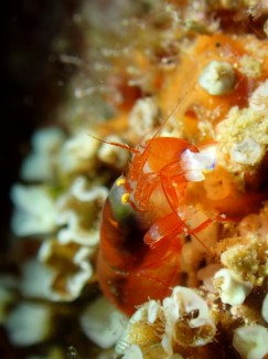 イラモツノテッポウエビ