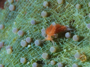 アカエラミノウミウシ