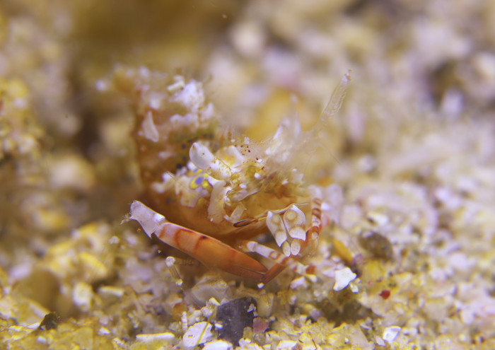 サガミツノメエビ