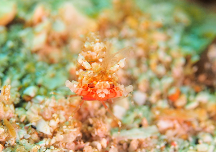 サガミツノメエビ