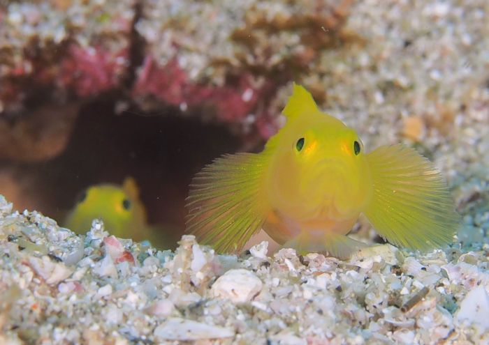 ミジンベニハゼ