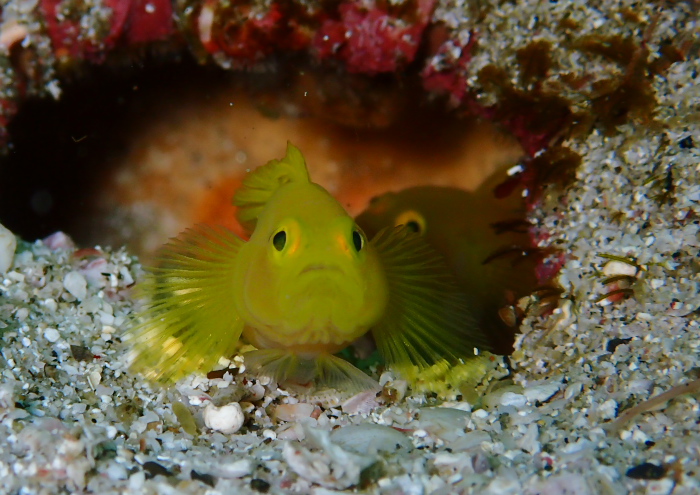 ミジンベニハゼ