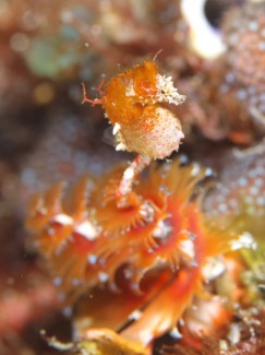 ジャパニーズピグミーシーホース