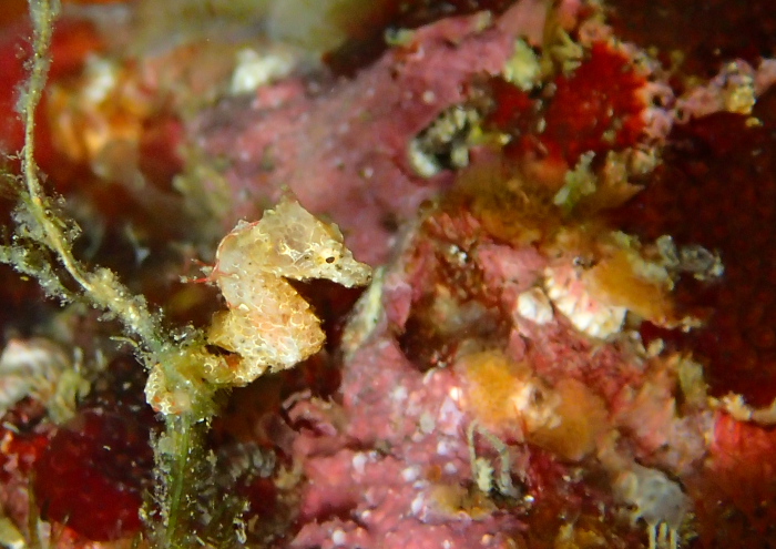 ジャパニーズピグミー